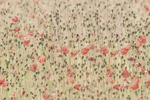 Poppies