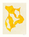 Shadow no. 14