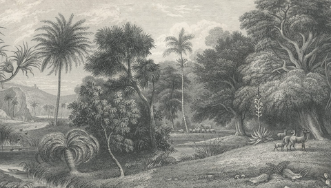 Jungle Land